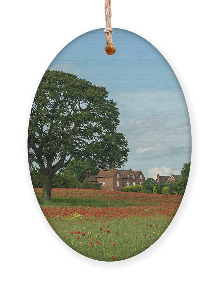 Circle Ornament featuring the photograph Field of poppies by Average Images