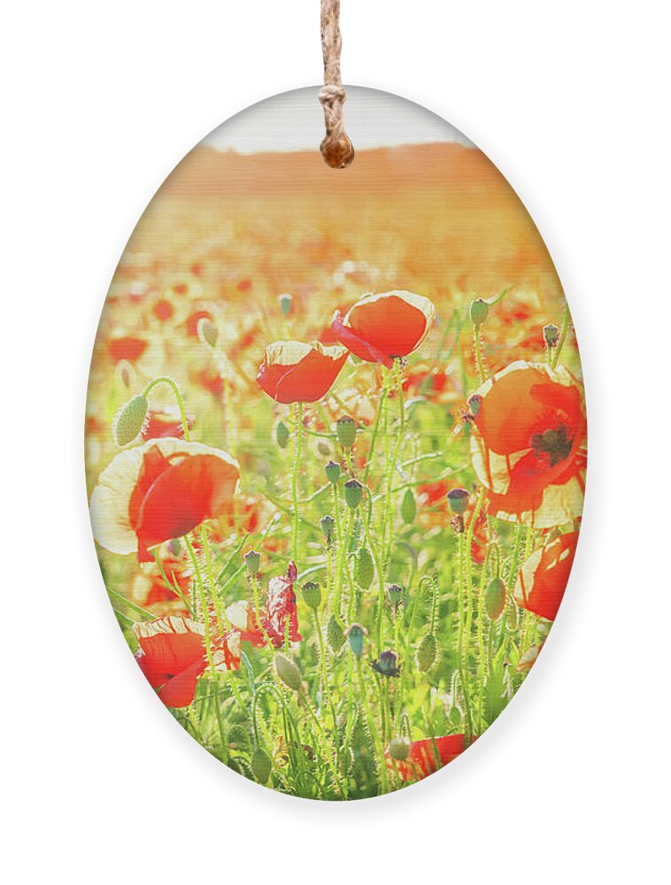 Remembrance Day Ornament featuring the photograph Field Of Poppy Flowers by Anastasy Yarmolovich