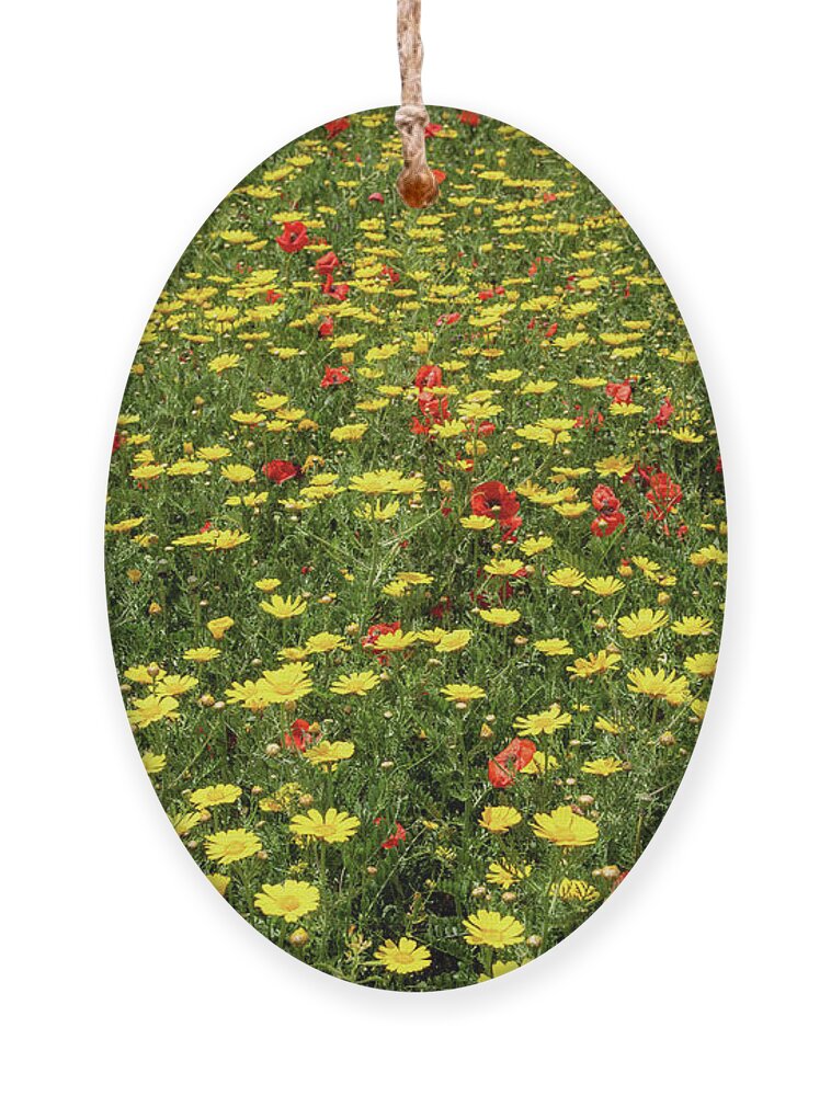Spring Ornament featuring the photograph Field with yellow blooming marguerite and red poppy flowers. Spring nature background by Michalakis Ppalis