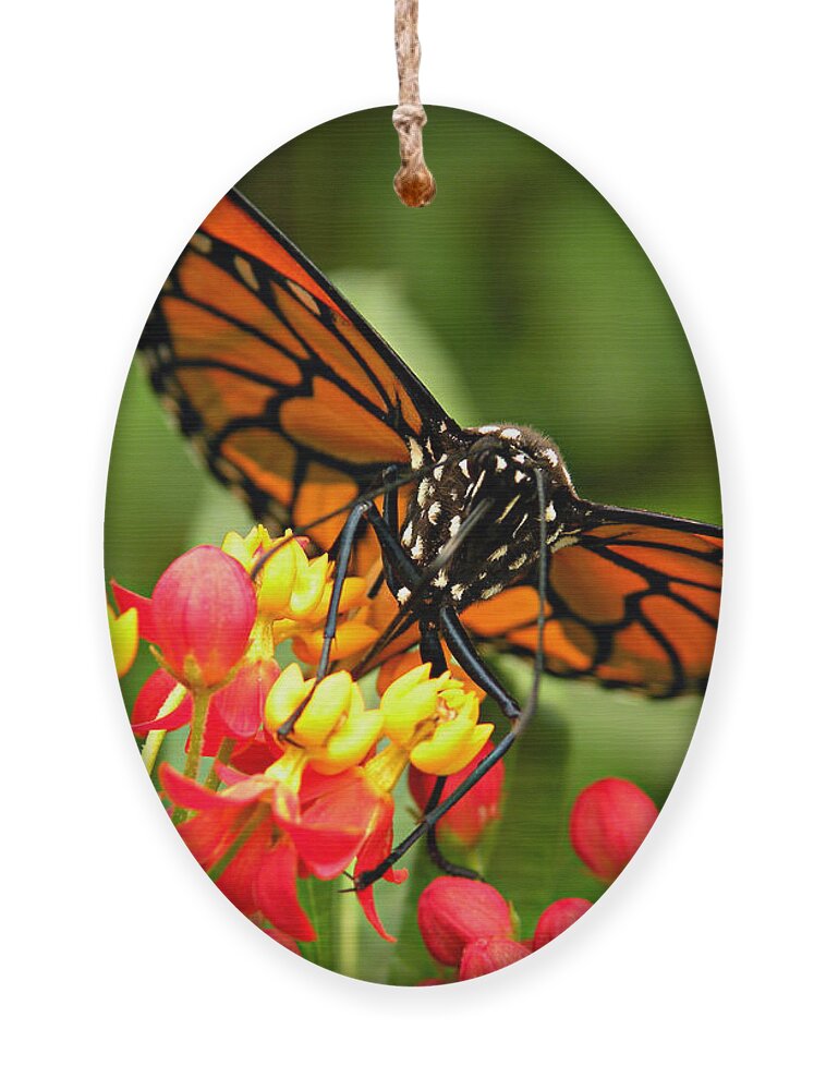 Butterfly Ornament featuring the photograph Fierce Beauty by Micki Findlay