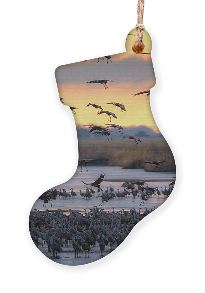 Sandhill Cranes Ornament featuring the photograph Final Approach by Susan Rissi Tregoning
