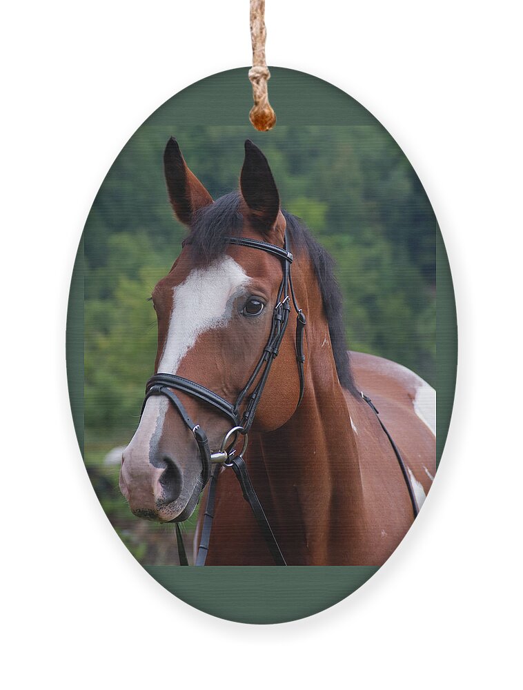 Horse Ornament featuring the photograph American Paint/Thoroughbred by Flinn Hackett