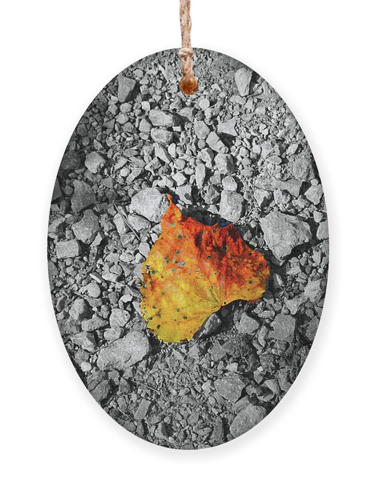 Leaf Ornament featuring the photograph First Leaf of Autumn by Christopher Reed