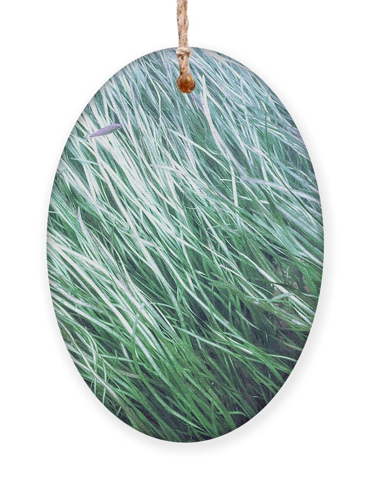 Underwater Ornament featuring the photograph Fish in the Grass - Delaware Water Gap by Amelia Pearn