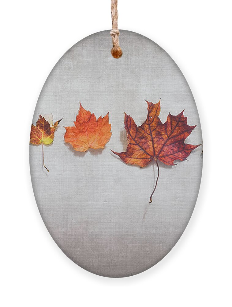 Autumn Ornament featuring the photograph Five Autumn Leaves by Scott Norris