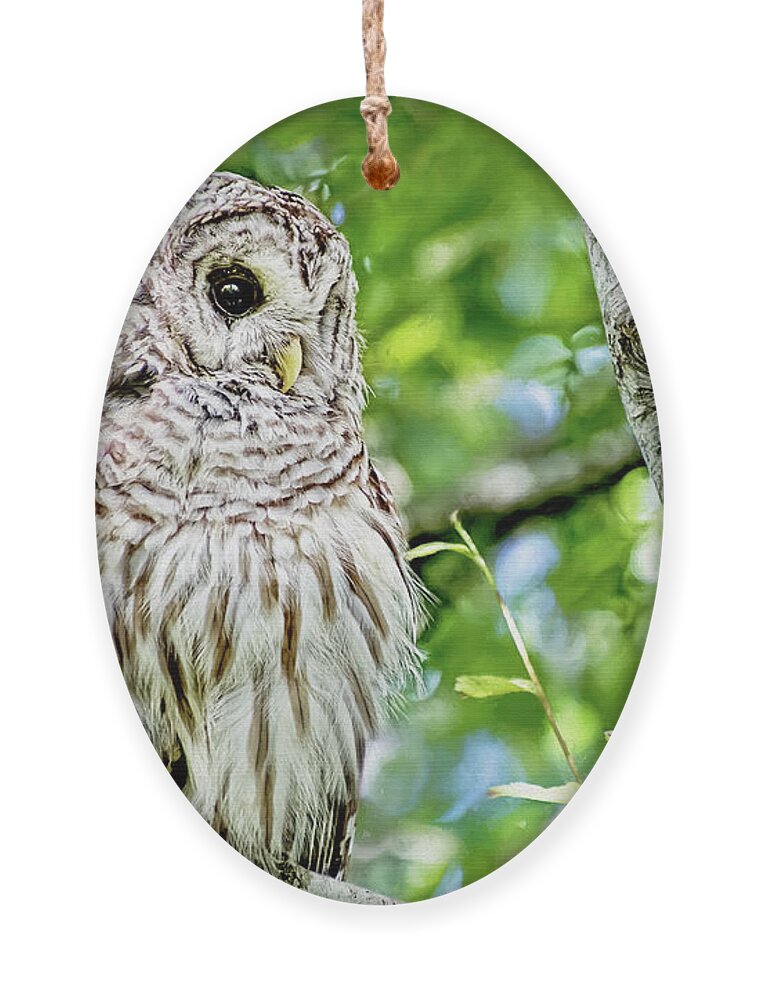 Owl Ornament featuring the photograph Fledgling Hoot Owl by Peggy Collins