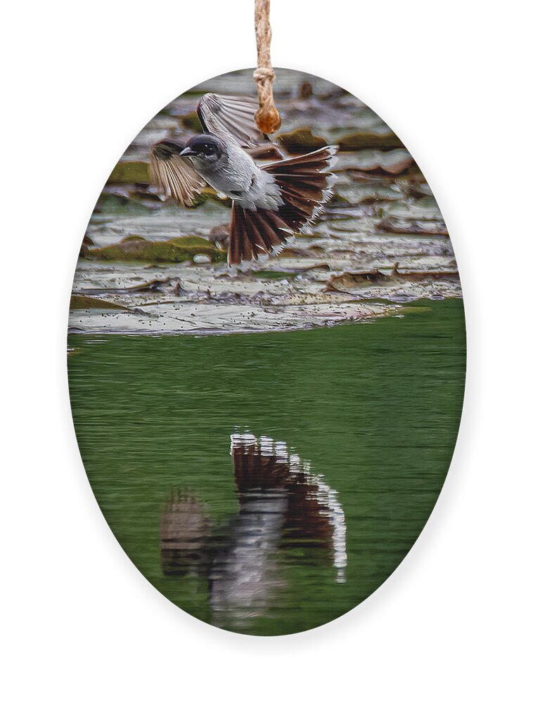 Animals Ornament featuring the photograph Flight of the King by Brian Shoemaker