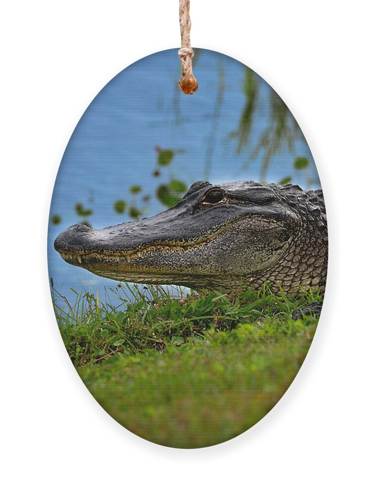 Aligator Ornament featuring the photograph Florida Gator 3 by Larry Marshall