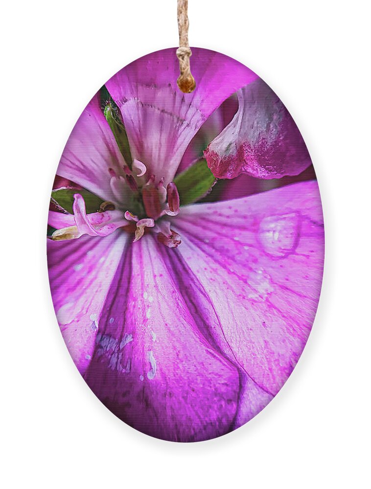 Floral Ornament featuring the photograph Flower and water drop by Jim Feldman
