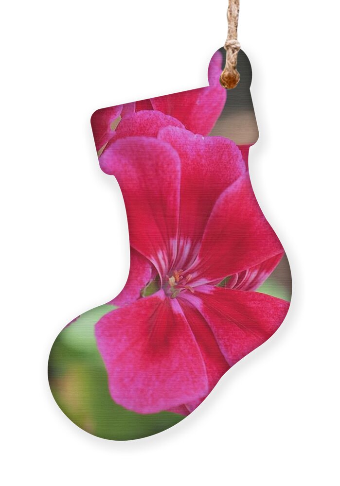 Red Ornament featuring the photograph Flower in bloom 6 by C Winslow Shafer