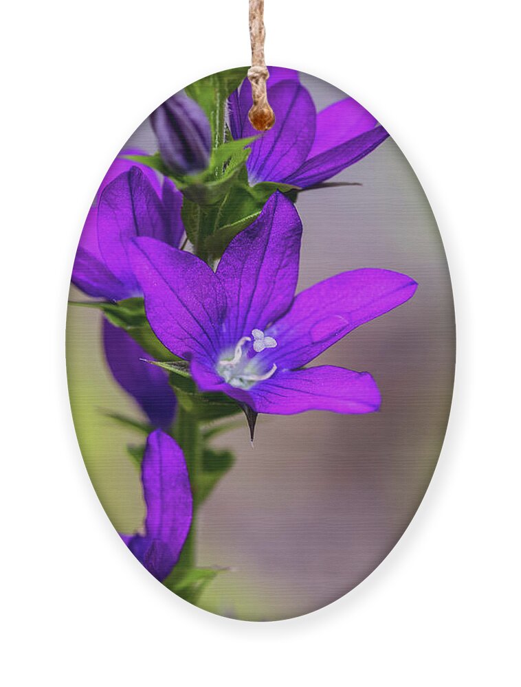 Plants Ornament featuring the photograph Flower Photography - Spring Blooms by Amelia Pearn