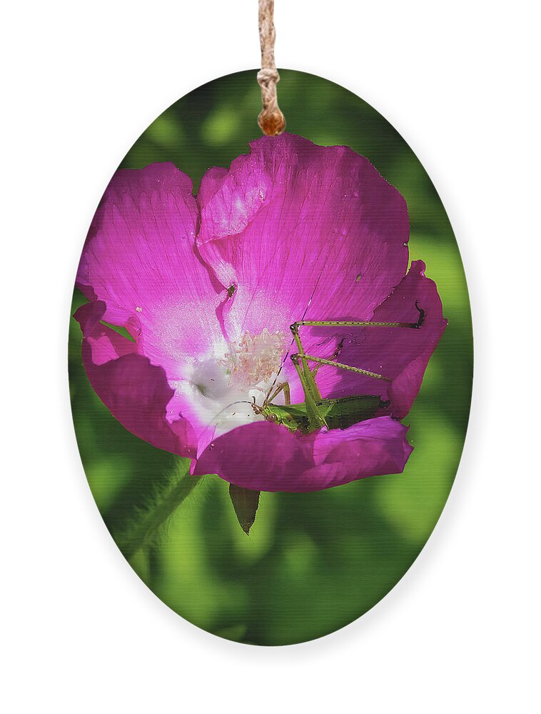 Winecup Ornament featuring the photograph Flower Surprise by Pam Rendall