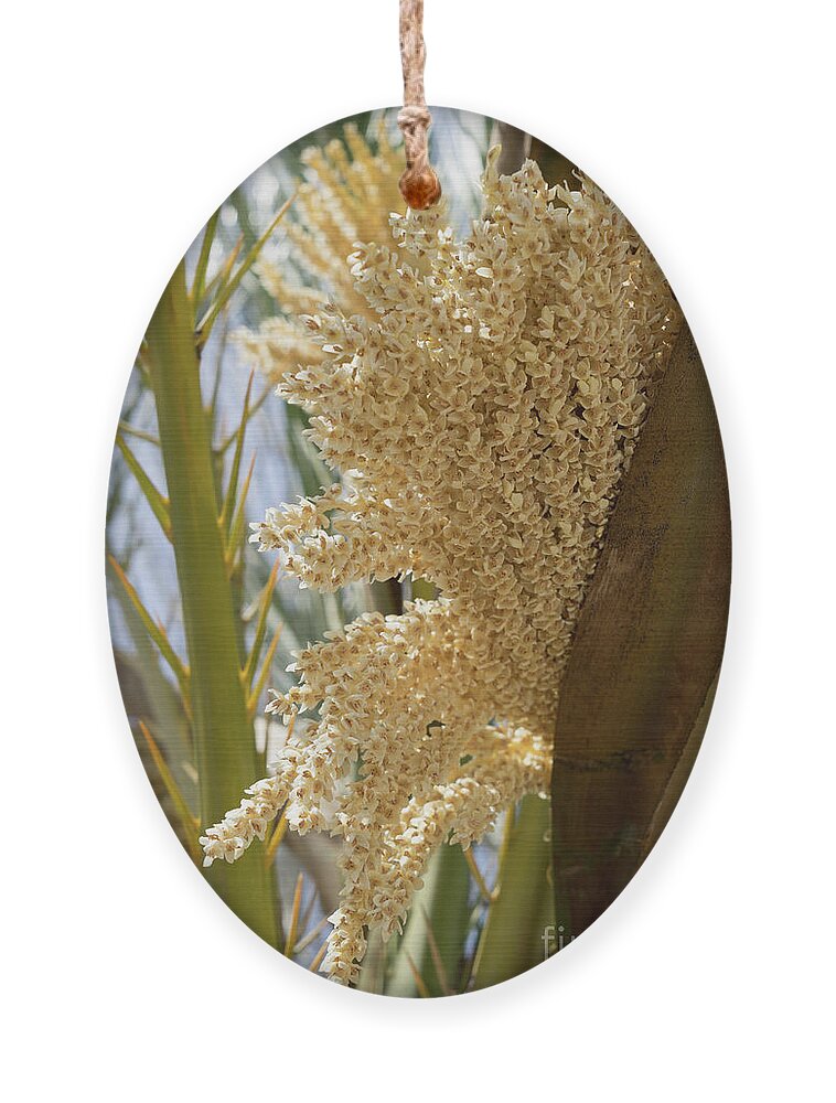 Date Palm Ornament featuring the photograph Flowering date palm and sunlight by Adriana Mueller