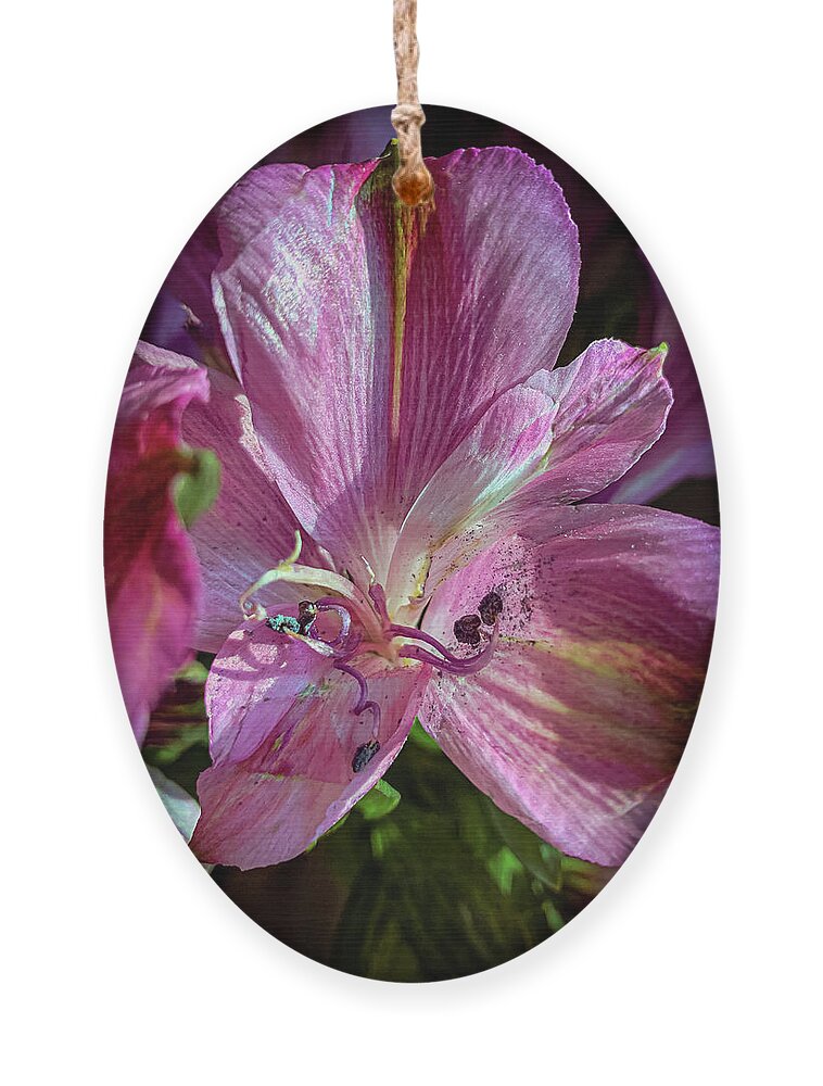 Flower Ornament featuring the photograph Flowers in the sun by Jim Feldman