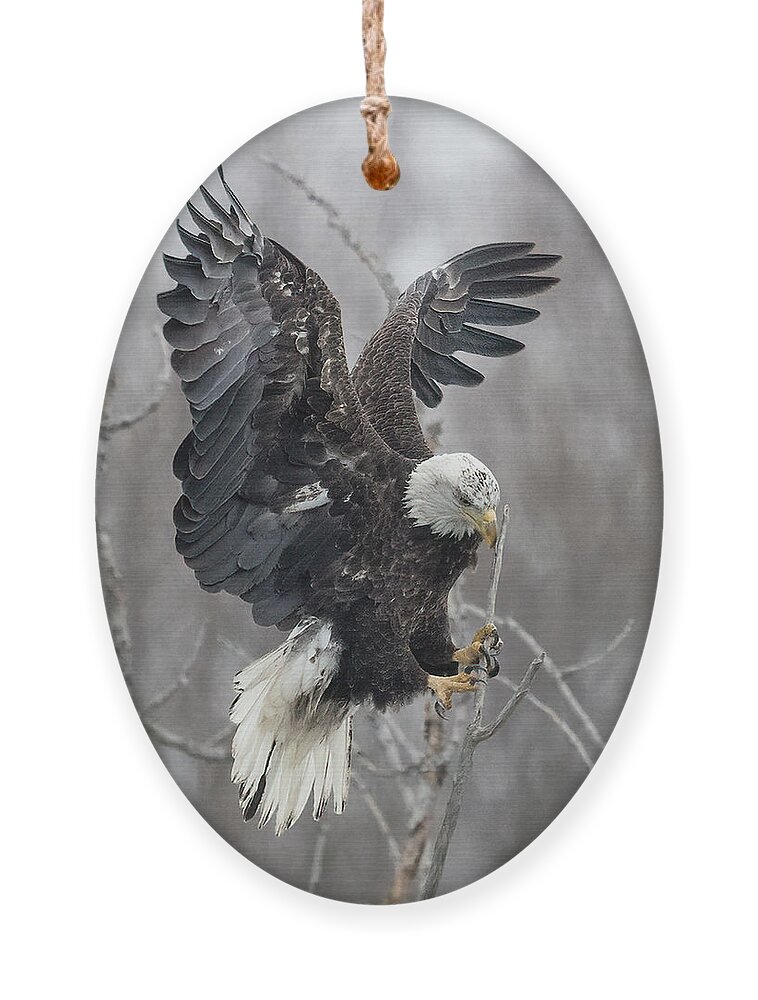 Bald Eagle Ornament featuring the photograph Flowing Fluid Feathers by Everet Regal