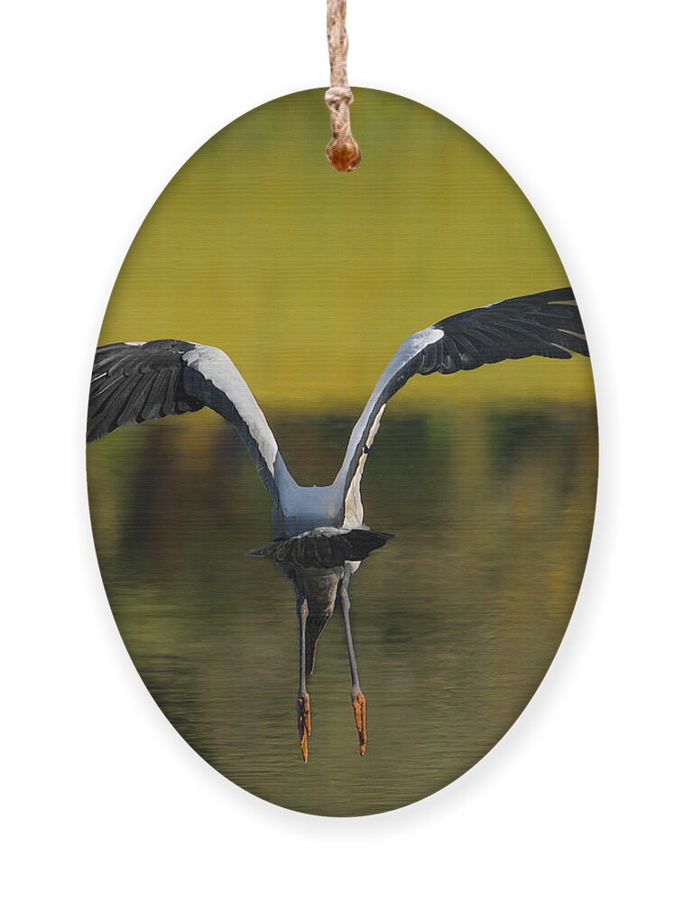 Birds Ornament featuring the photograph Flying Wood Stork by Larry Marshall