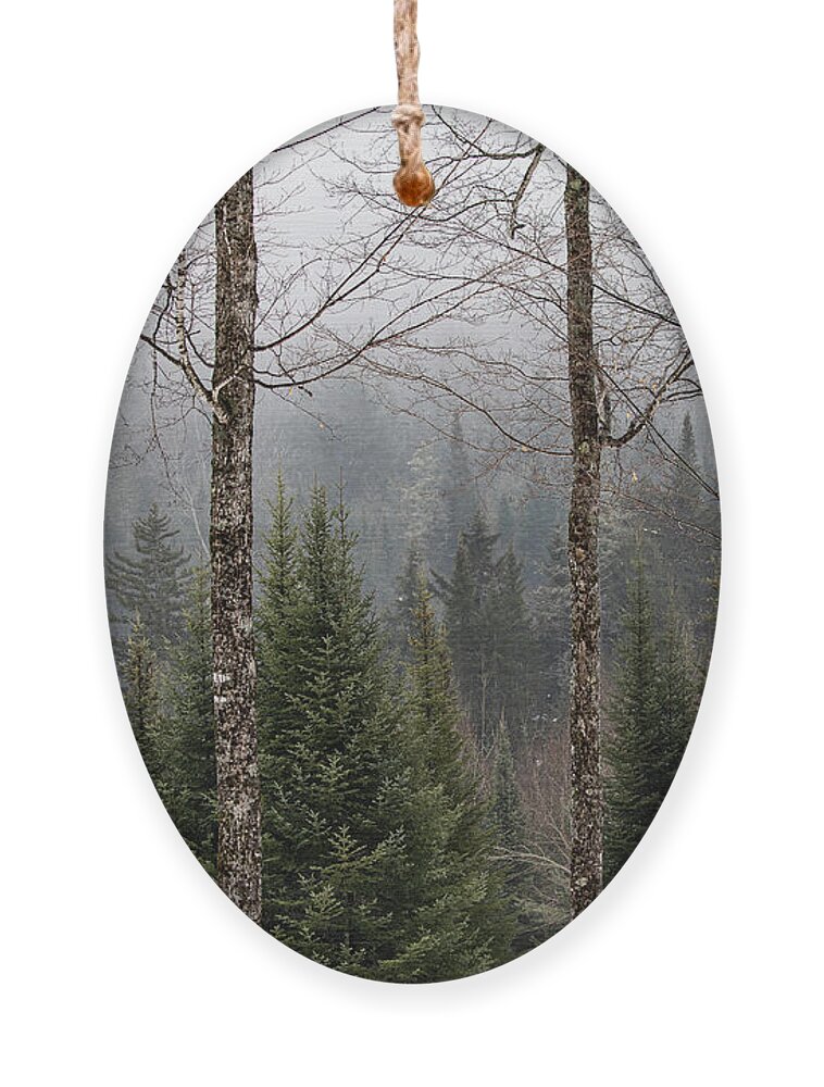 Franconia Ornament featuring the photograph Forest Through the Trees by Denise Kopko