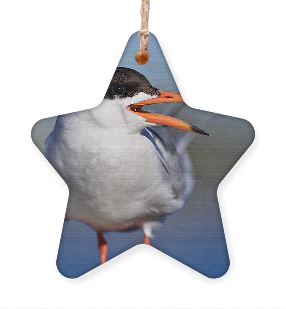 Sterna Forsteri Ornament featuring the photograph Forester's Tern - Sterna forsteri by Amazing Action Photo Video