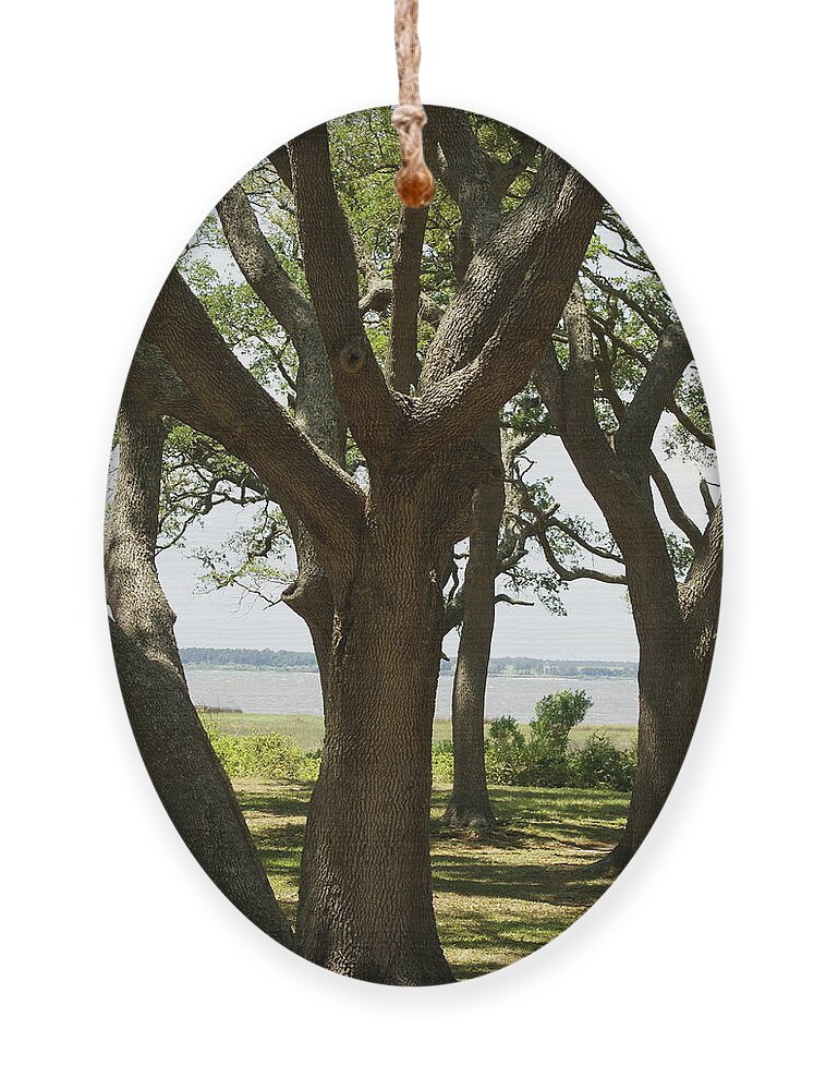  Ornament featuring the photograph Fort Fisher Oak by Heather E Harman