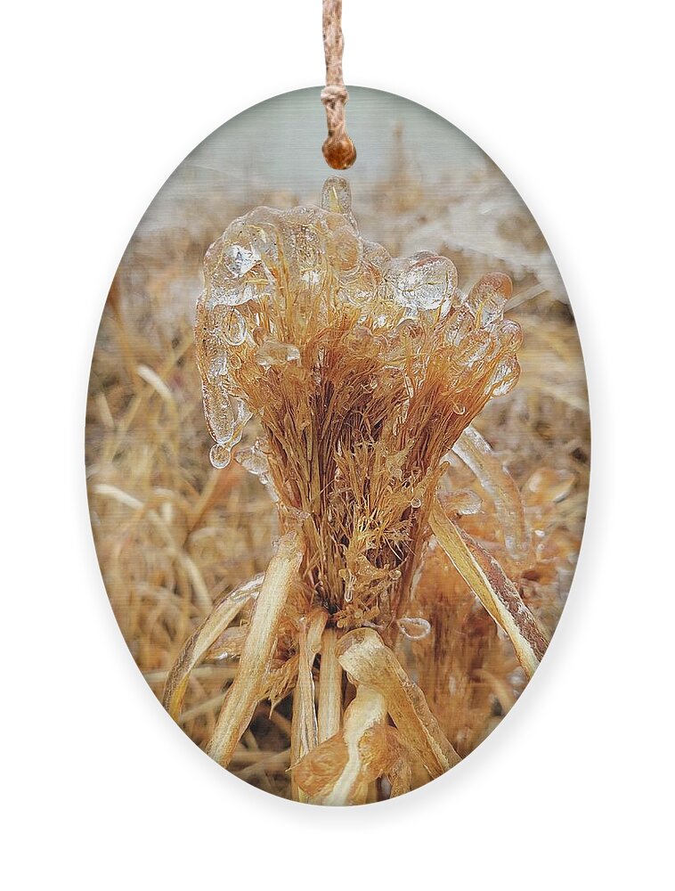 Weather Ornament featuring the photograph Frozen Grass by Ally White