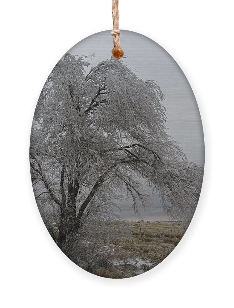 Frozen Ornament featuring the photograph Frozen Tree by Steve Templeton