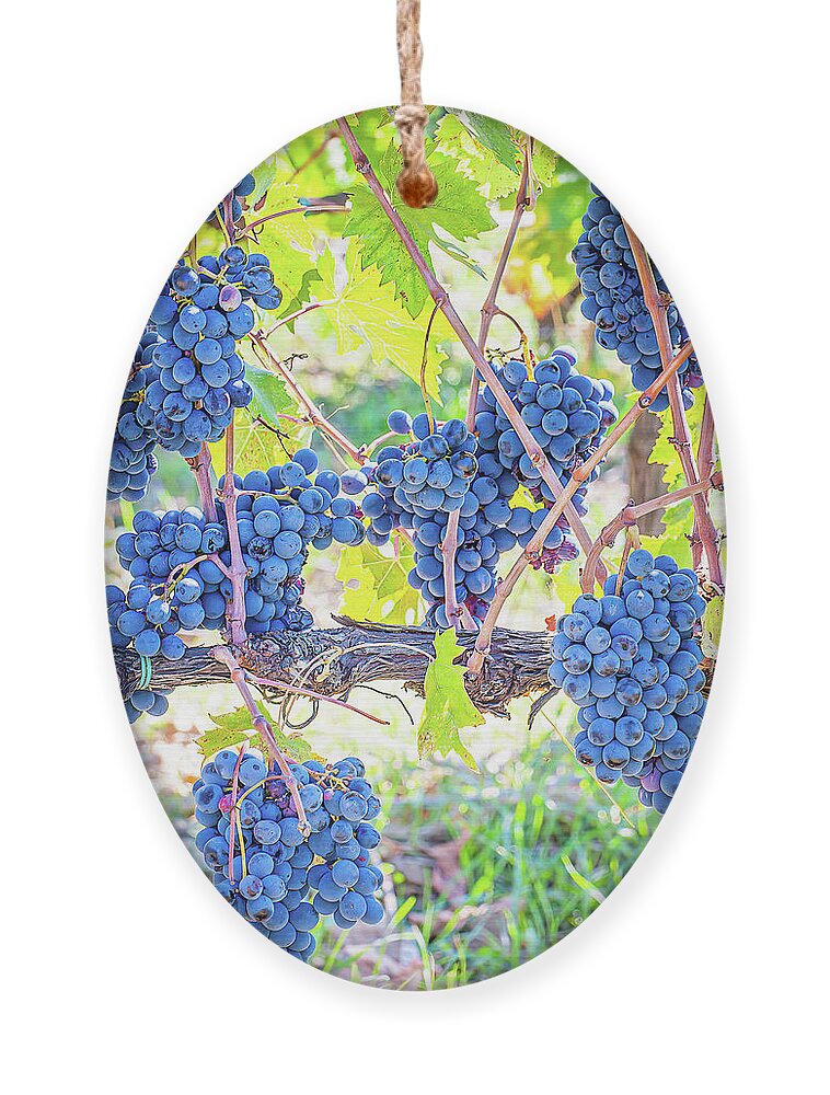 Grapevines Ornament featuring the photograph Fruit of the Vine by Marla Brown