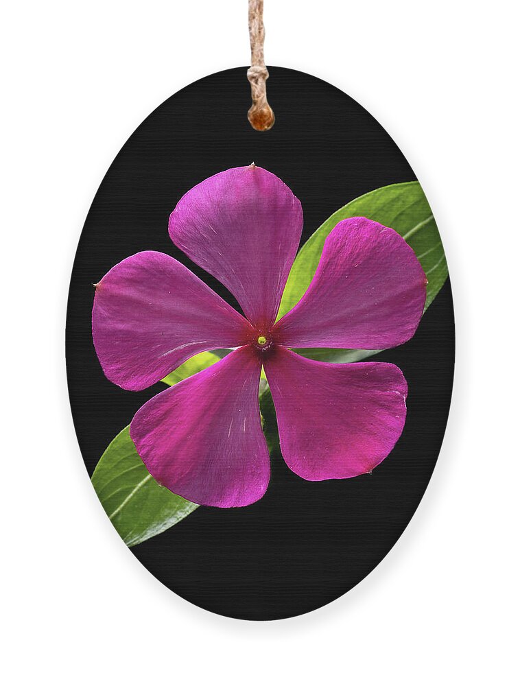 Fuchsia Ornament featuring the photograph Fuchsia and Green on Black by Kevin Suttlehan