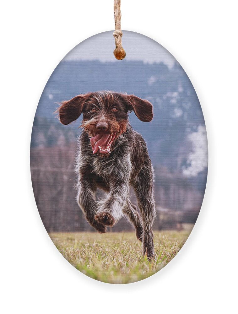 Bohemian Wire Ornament featuring the photograph Fun face. Hound- Bohemian Wire Haired Pointing Griffon by Vaclav Sonnek