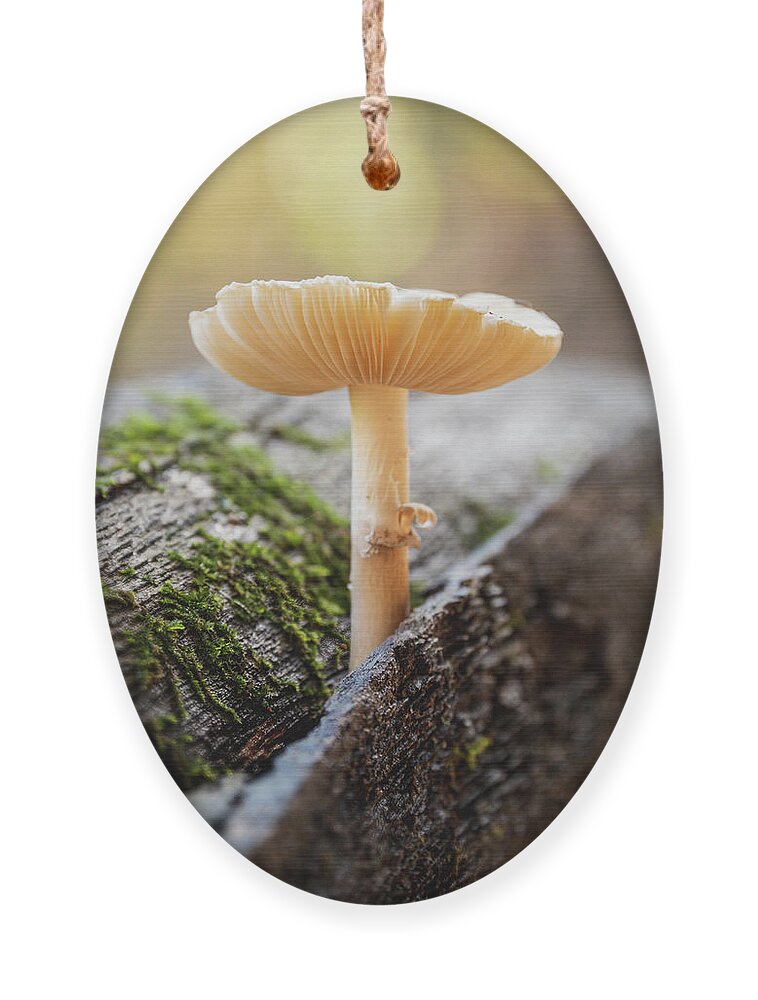 Fungus Ornament featuring the photograph Fun Guy Log by Grant Twiss