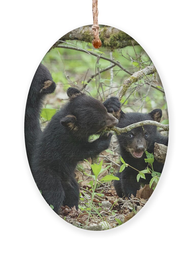 Bear Ornament featuring the photograph Fun In The Forest by Everet Regal