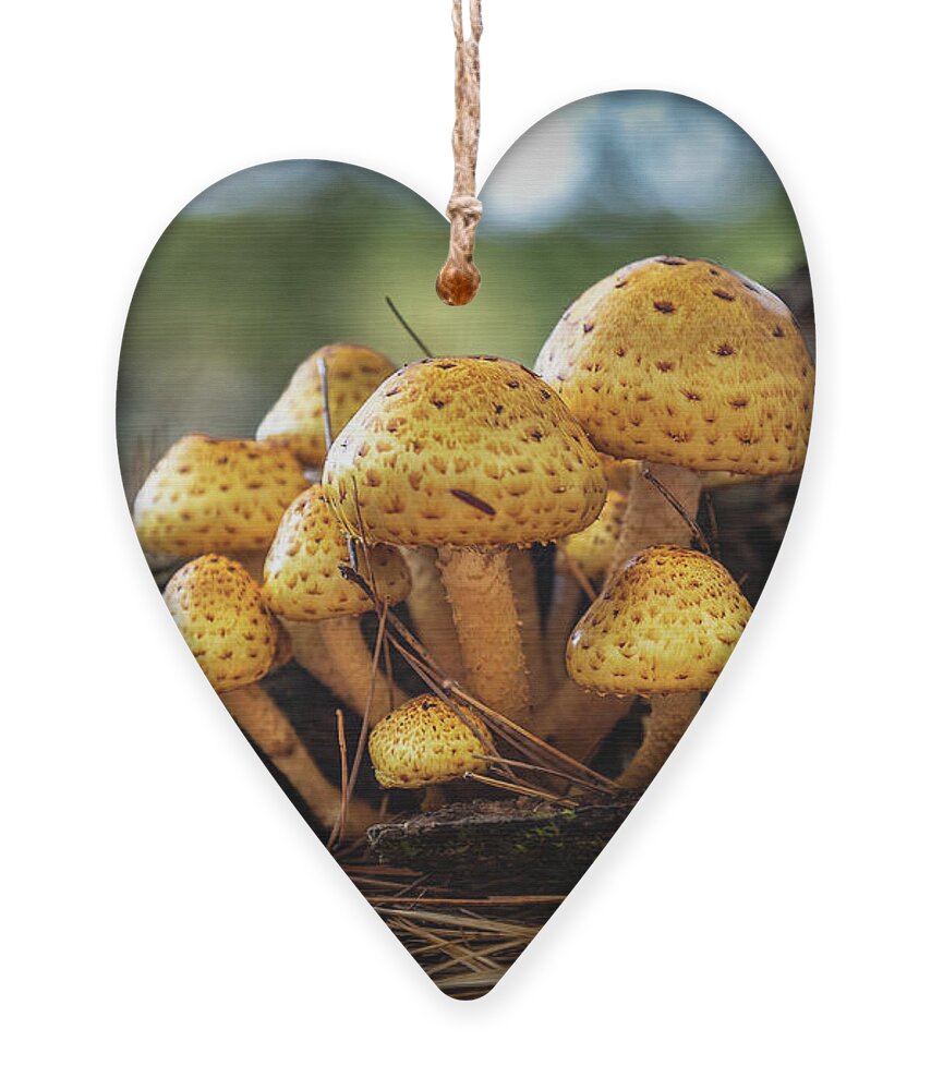 Mushrooms Maine Nature Ornament featuring the photograph Fungi Family by David Hufstader