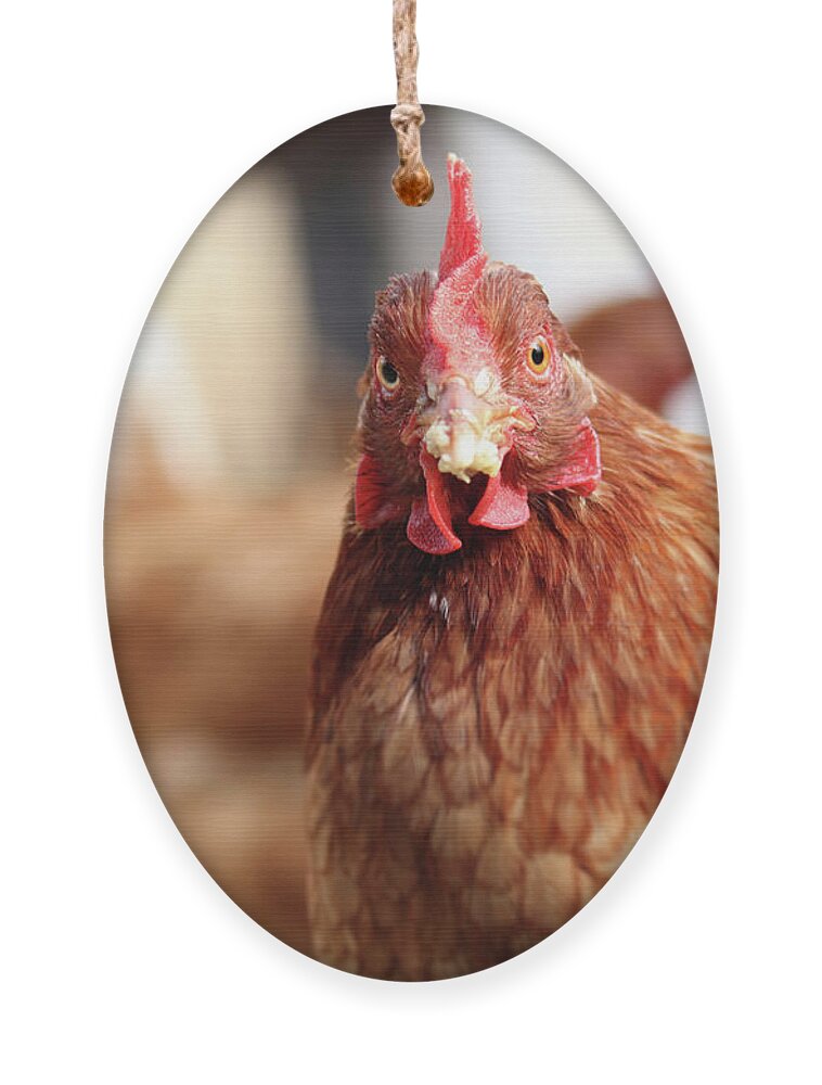 Salute Ornament featuring the photograph Funny expression of domestic hen on the garden by Vaclav Sonnek