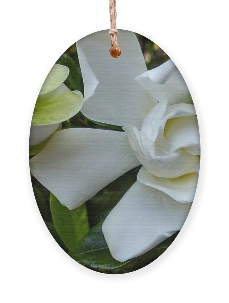  Ornament featuring the photograph Gardenias by Heather E Harman