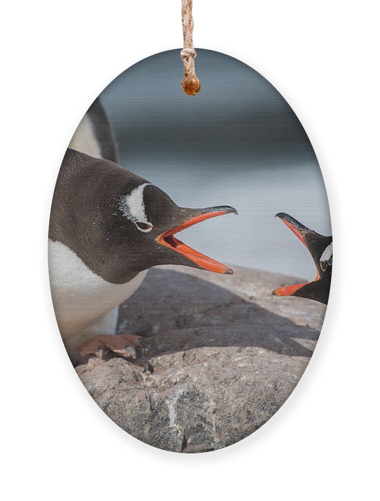 Penguin Ornament featuring the photograph Gentoo Disagreement by Linda Villers