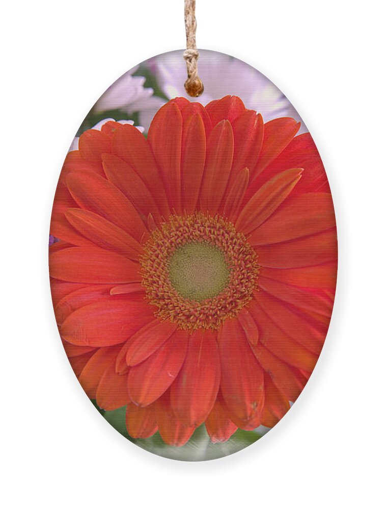 Flowers Ornament featuring the photograph Gerbera Daisy Closeup by Kae Cheatham