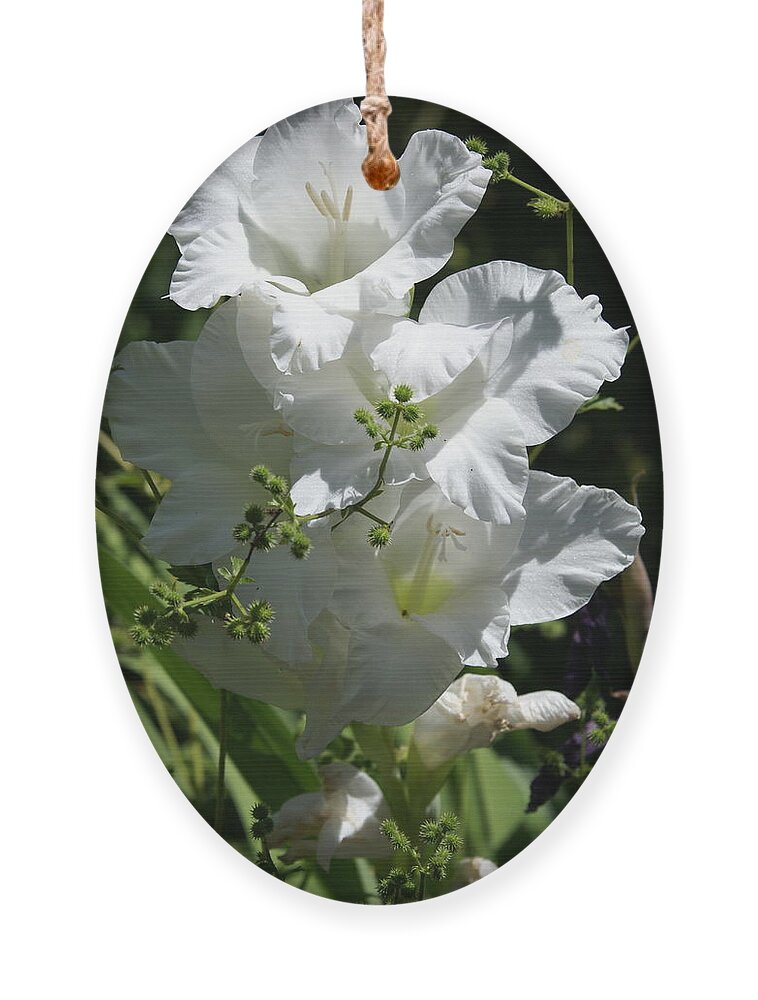  Ornament featuring the photograph Gladiolus by Heather E Harman