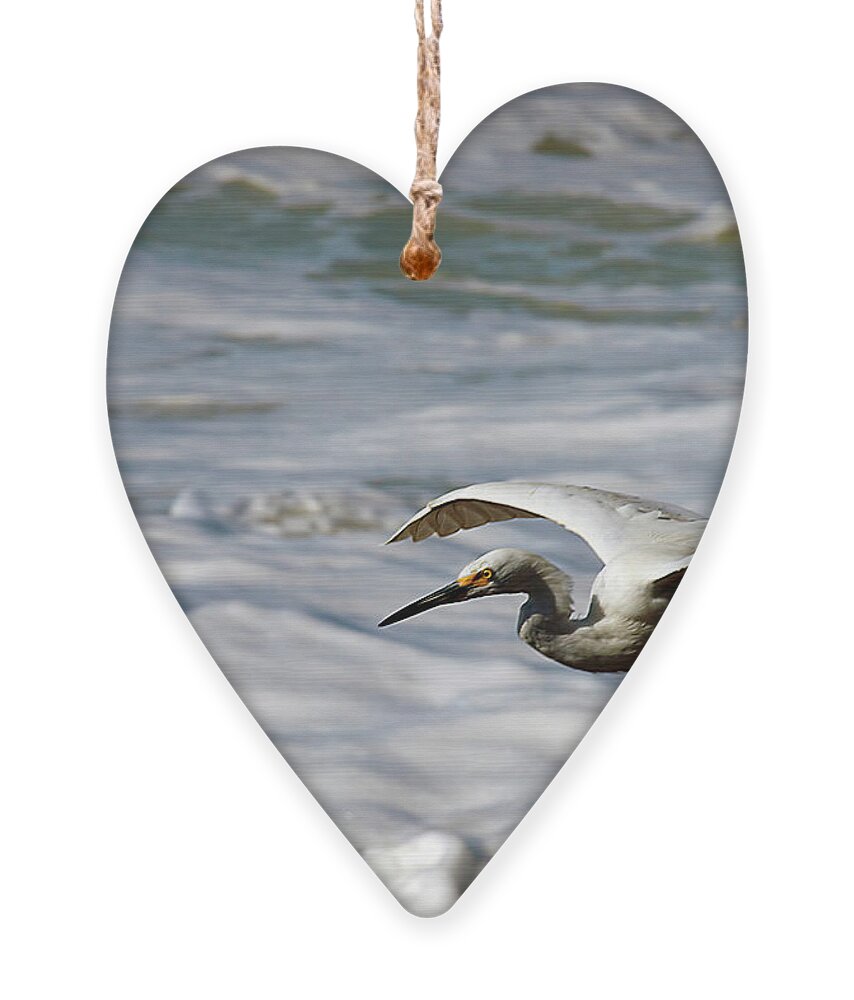 Egret Ornament featuring the photograph Gliding Snowy Egret by Joe Schofield