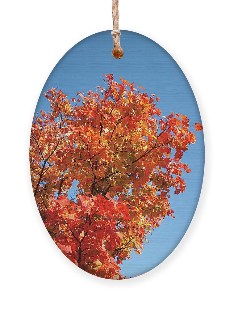 Autumn Ornament featuring the photograph Golden leaves by Average Images