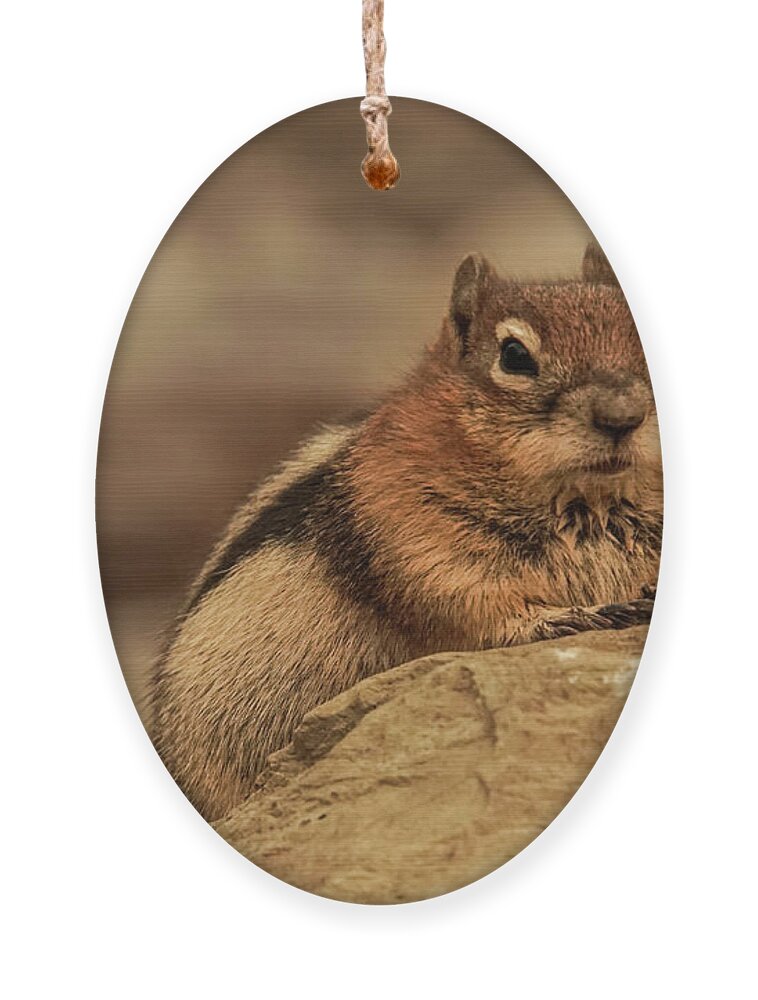 Golden-mantled Ground Squirrel Ornament featuring the photograph Golden-mantled Ground Squirrel Portrait by Nancy Gleason