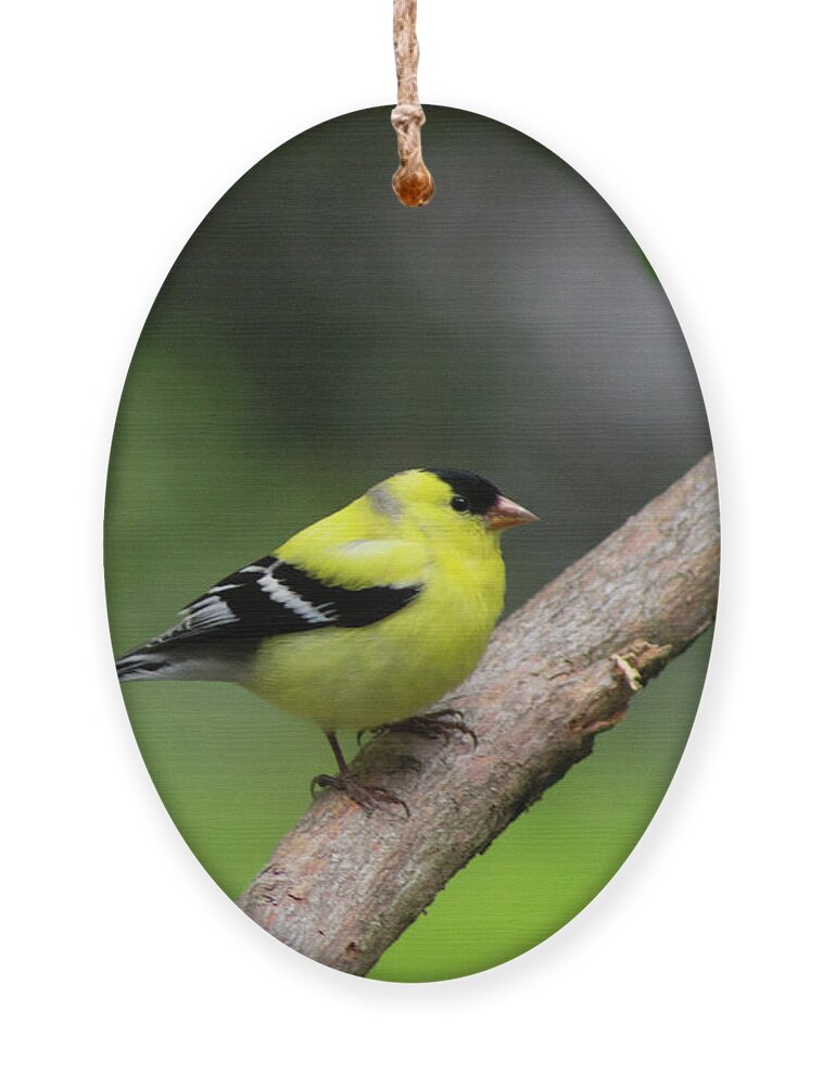 Bird Ornament featuring the photograph Goldfinch by Geoff Jewett