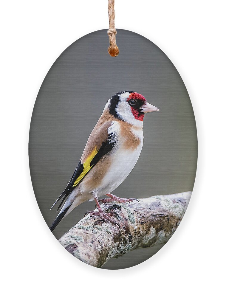 Goldfinch Ornament featuring the photograph Goldfinch perching on an oak branch by Torbjorn Swenelius