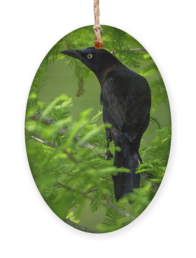 Backyard Ornament featuring the photograph Grackle Bird by Larry Marshall