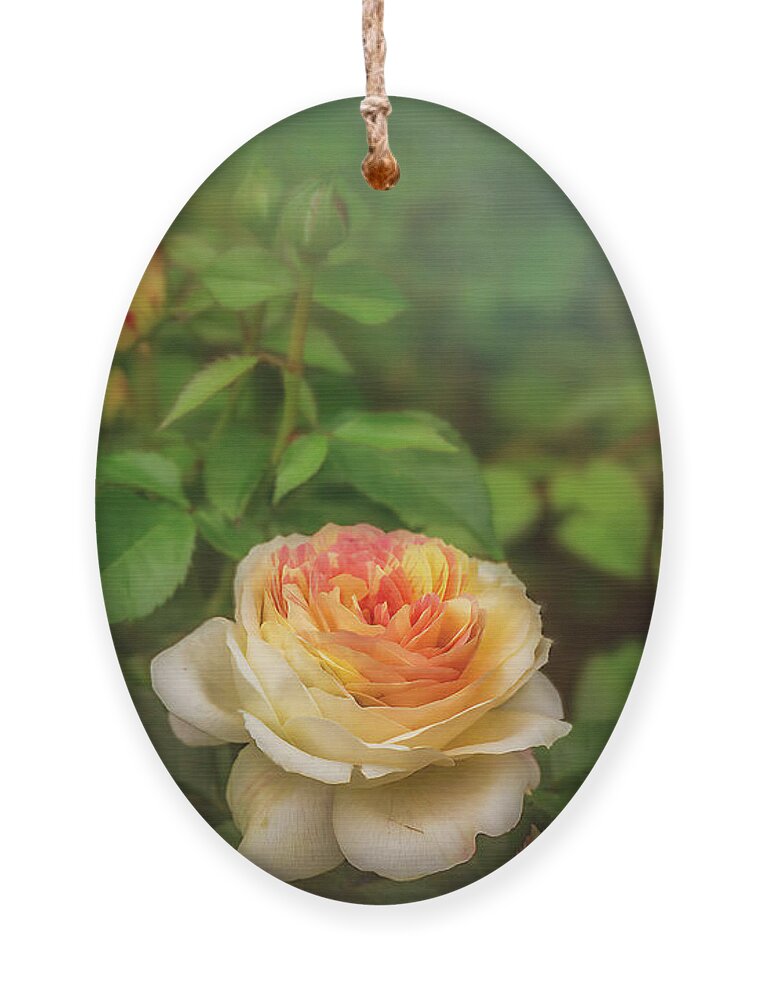 Peony Ornament featuring the photograph Grandmother's Peonies by Shelia Hunt