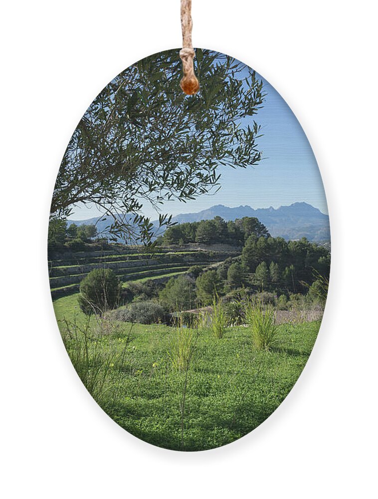 Landscape Ornament featuring the photograph Grass and clover under the olive tree by Adriana Mueller