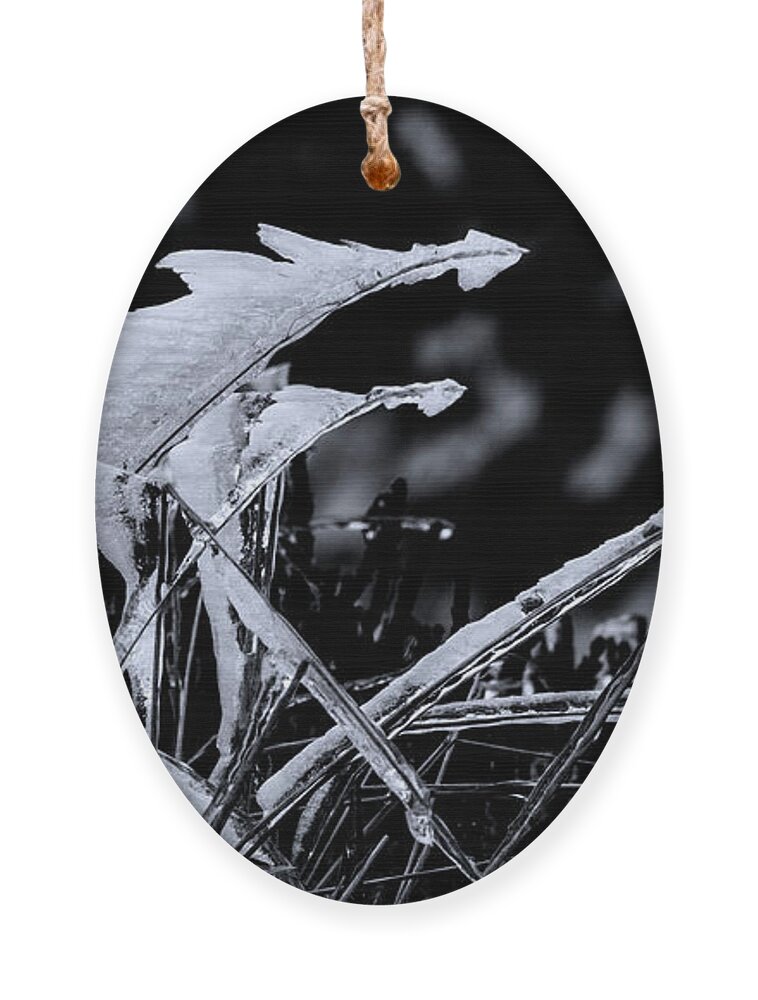 Textured Ornament featuring the photograph Grass Icicles Black and White by Pelo Blanco Photo
