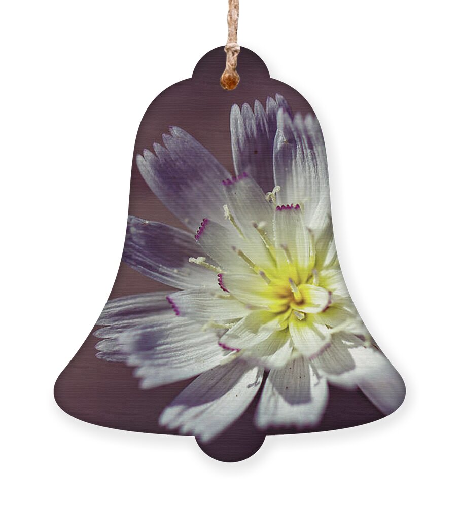 Flowers Ornament featuring the photograph Gravel Ghost by Laura Roberts