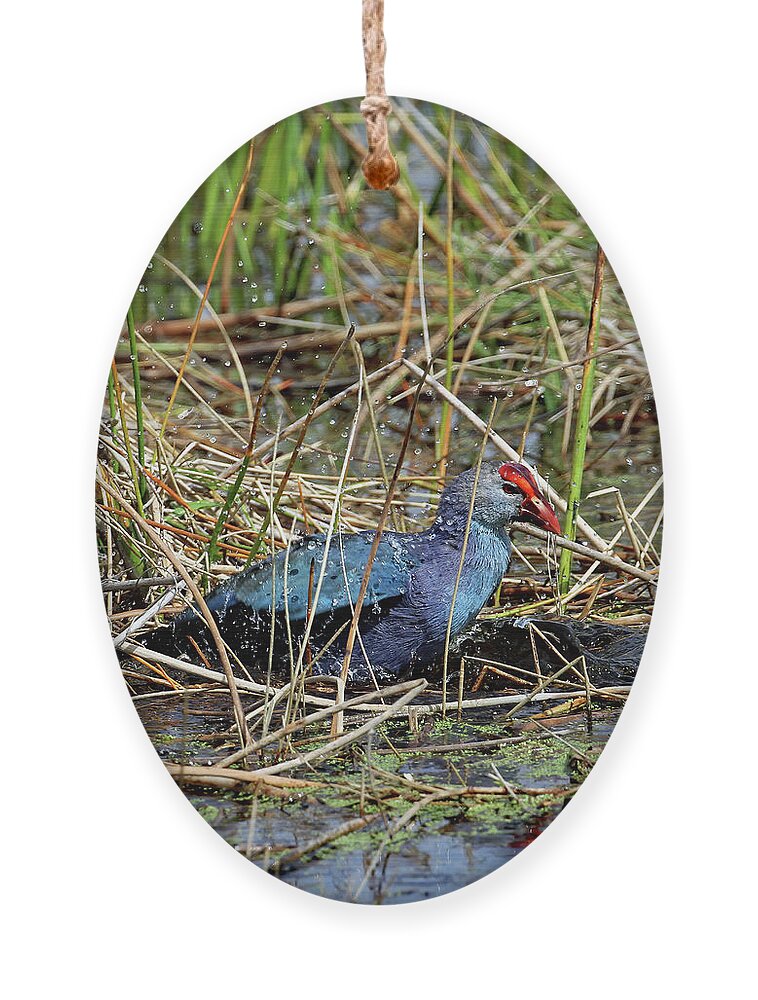 Florida Ornament featuring the photograph Gray Head Bathing by Jennifer Robin
