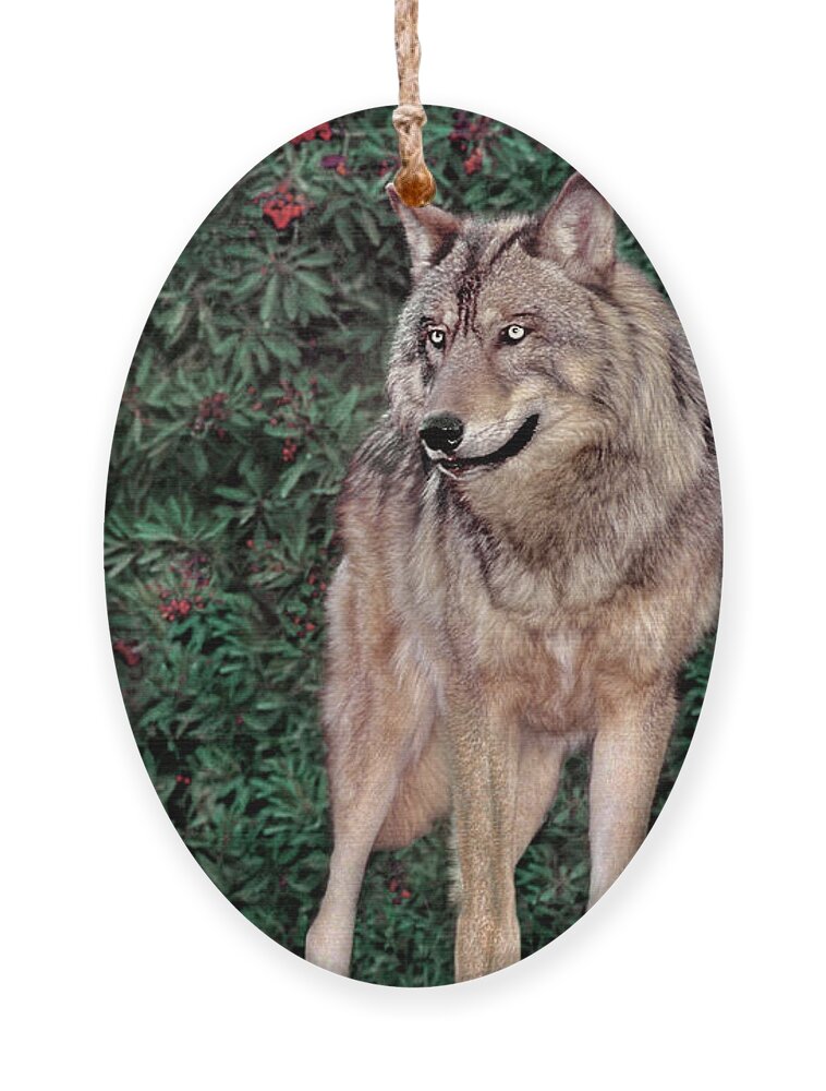 Gray Wolf Ornament featuring the photograph Gray Wolf Endangered Species Wildlife Rescue by Dave Welling