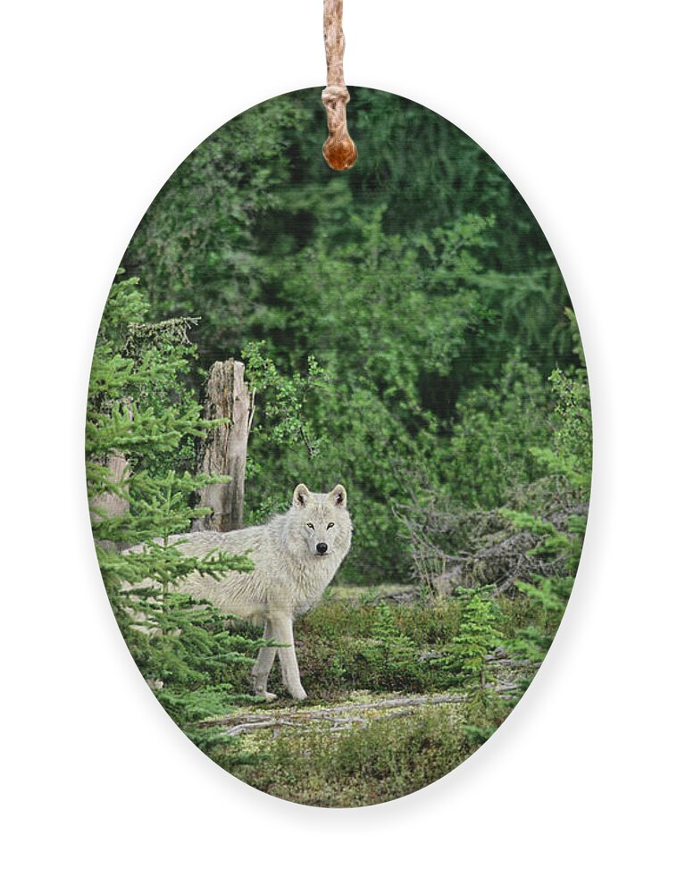 Davw Welling Ornament featuring the photograph Gray Wolf In Taiga Forest Northwest Territories Canada by Dave Welling