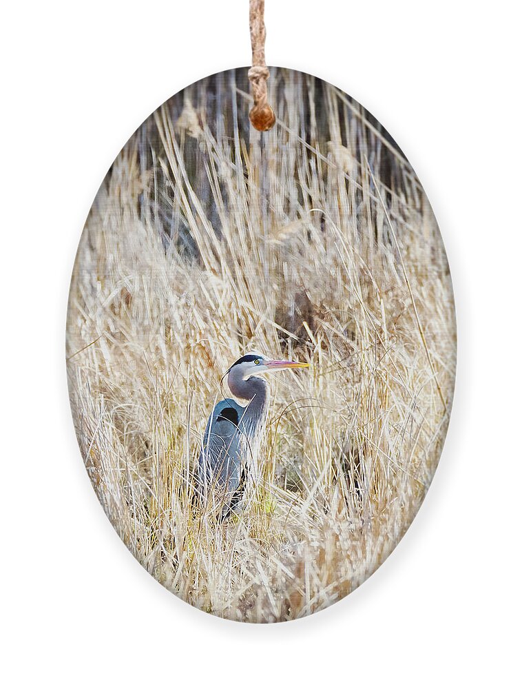 2d Ornament featuring the photograph Great Blue Heron In Marsh Grass by Brian Wallace